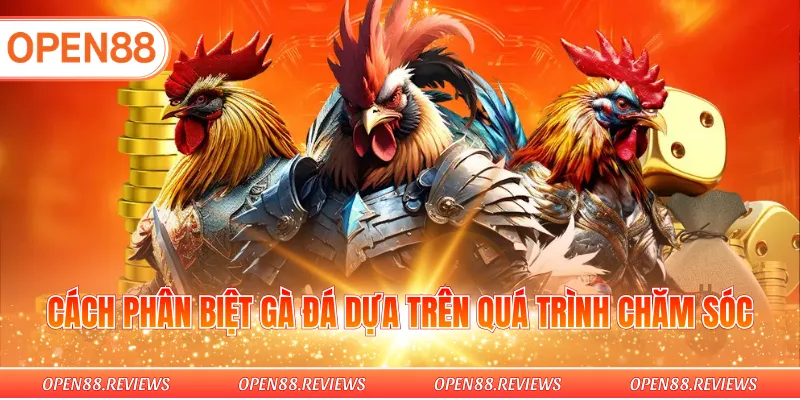 Cách phân biệt gà đá dựa trên quá trình chăm sóc