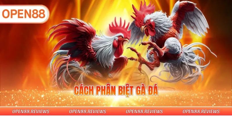 Cách Phân Biệt Gà Đá