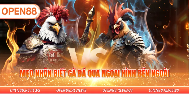 Mẹo nhận biết gà đá qua ngoại hình bên ngoài